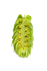 Northern Brewer Dissected Cone