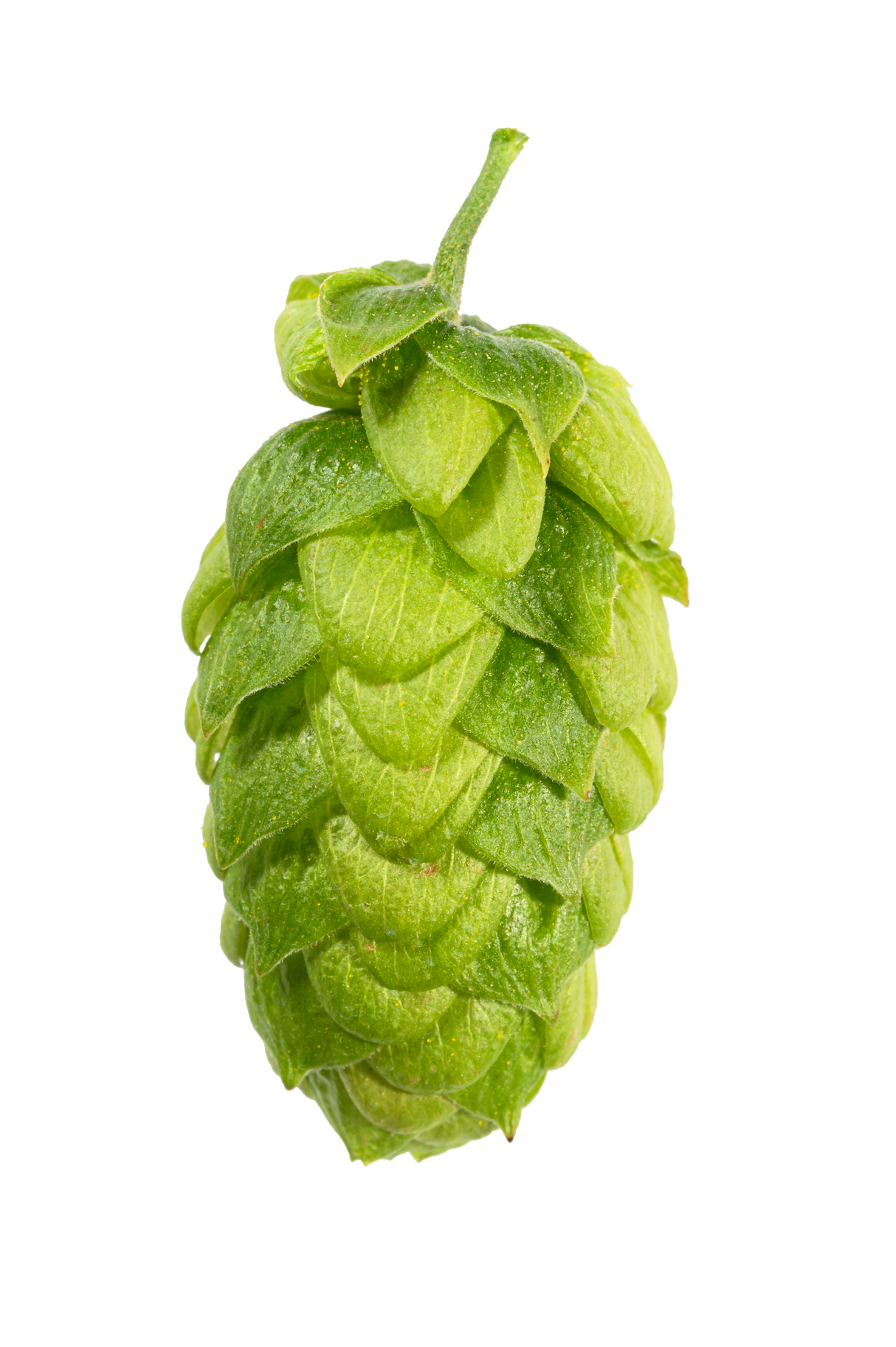 Northern Brewer Whole Cone