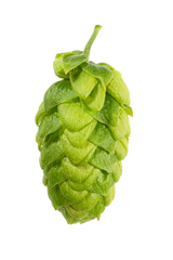 Northern Brewer Whole Cone