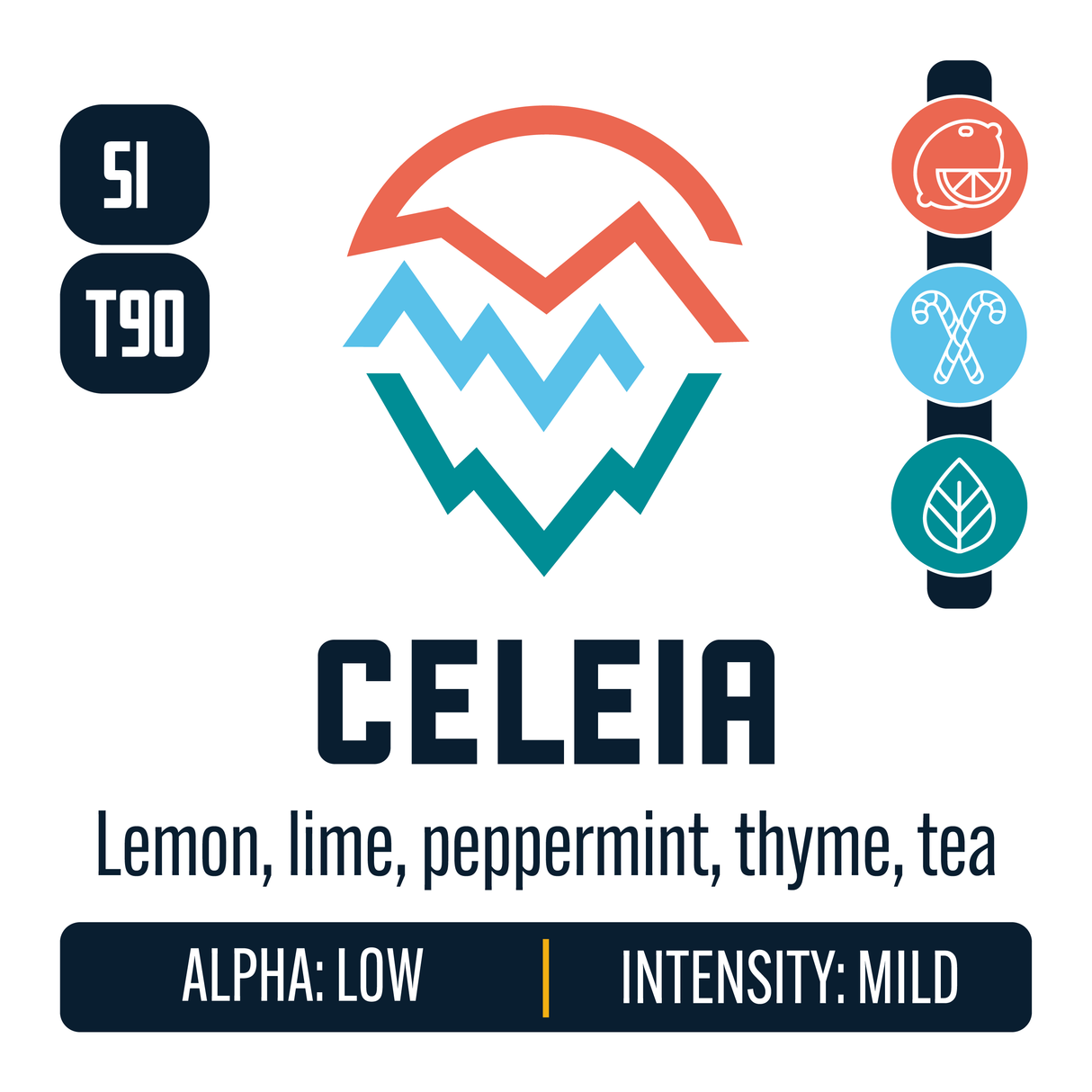 Slovenian Styrian Golding Celeia Hop Profile: Citrus, Menthol, Herbal