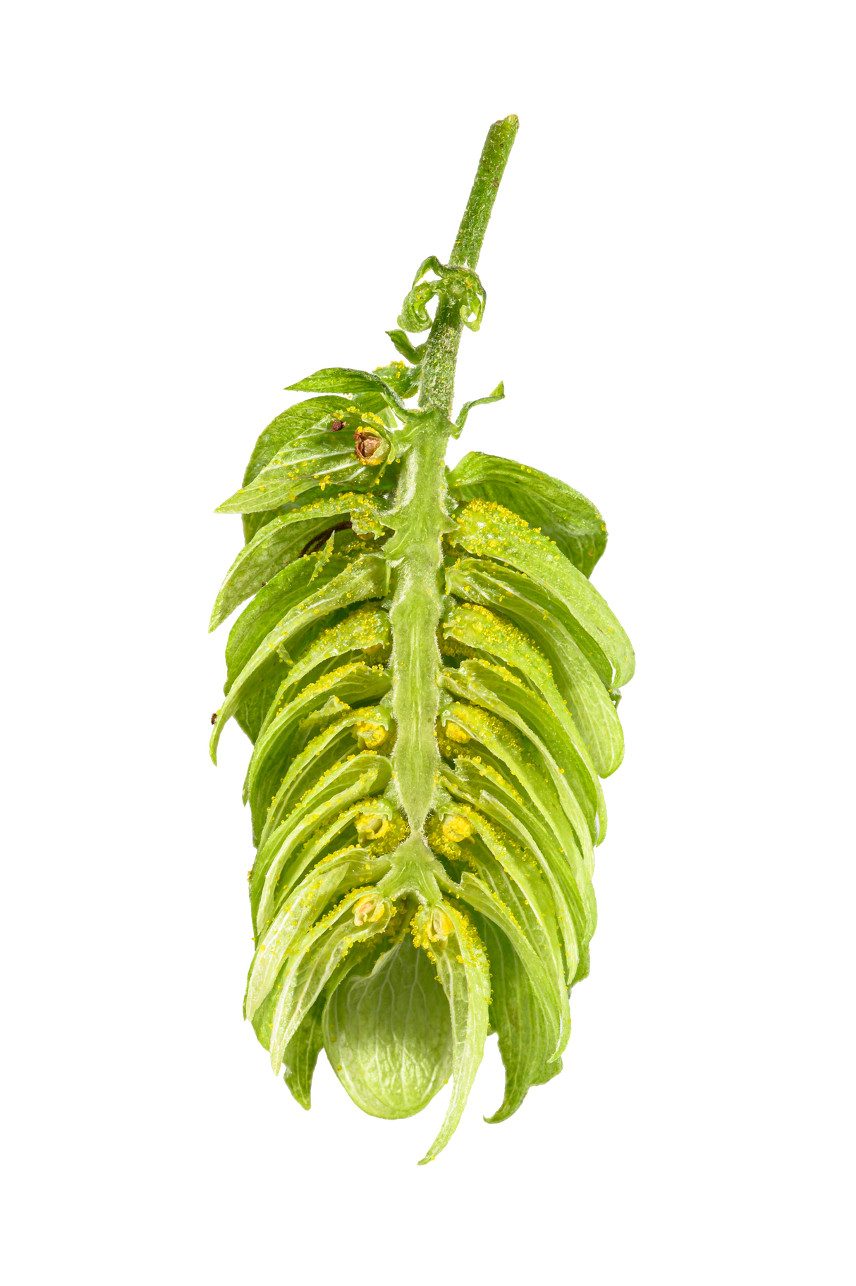 Spalt Select Dissected Cone Interior