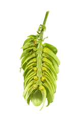 Spalt Select Dissected Cone Interior