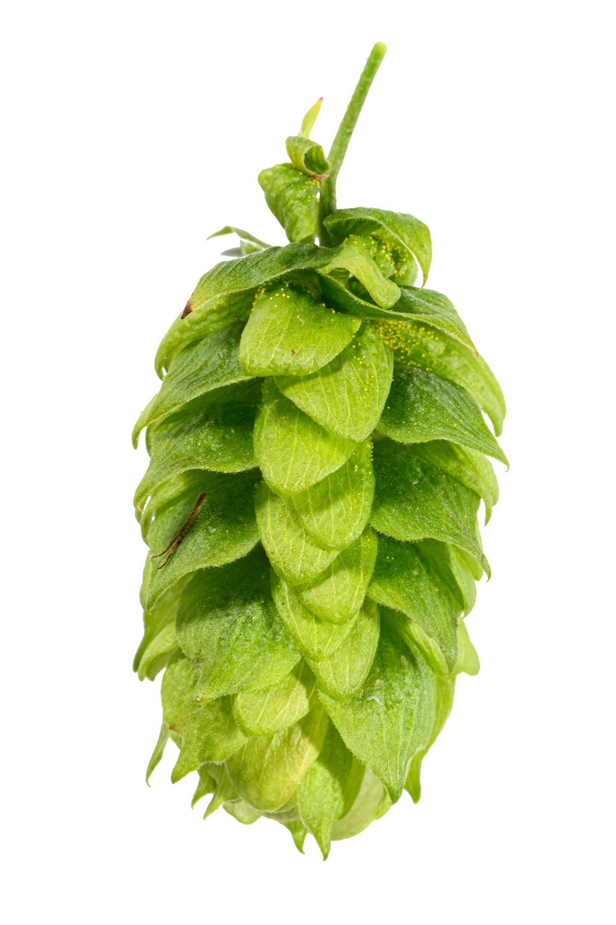 Spalt Select Whole Cone