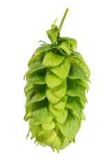 Spalt Select Whole Cone