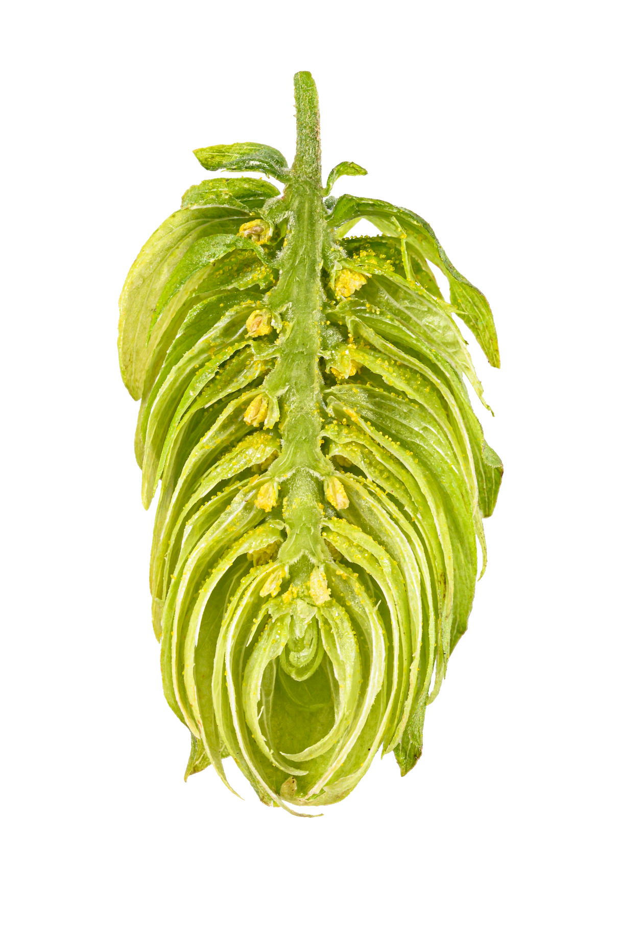 Tettnang Dissected Cone