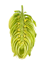 Tettnang Dissected Cone