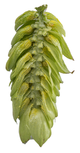 Topaz Dissected Cone Interior