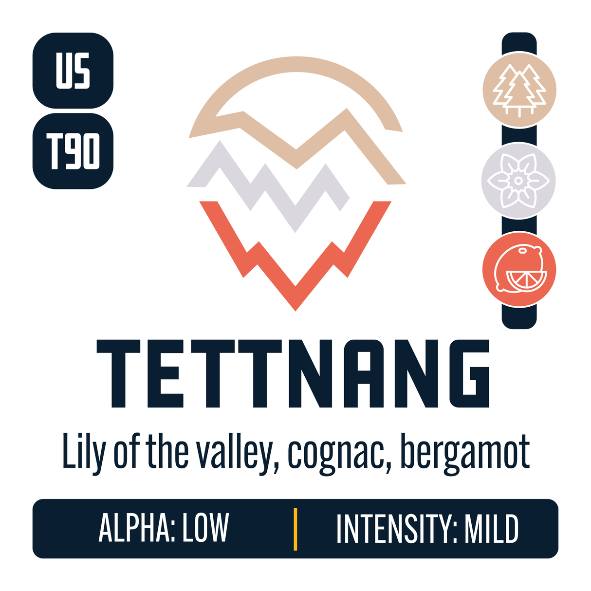 US Tettnang Hop Profile: Woody Aromatic, Floral, Citrus