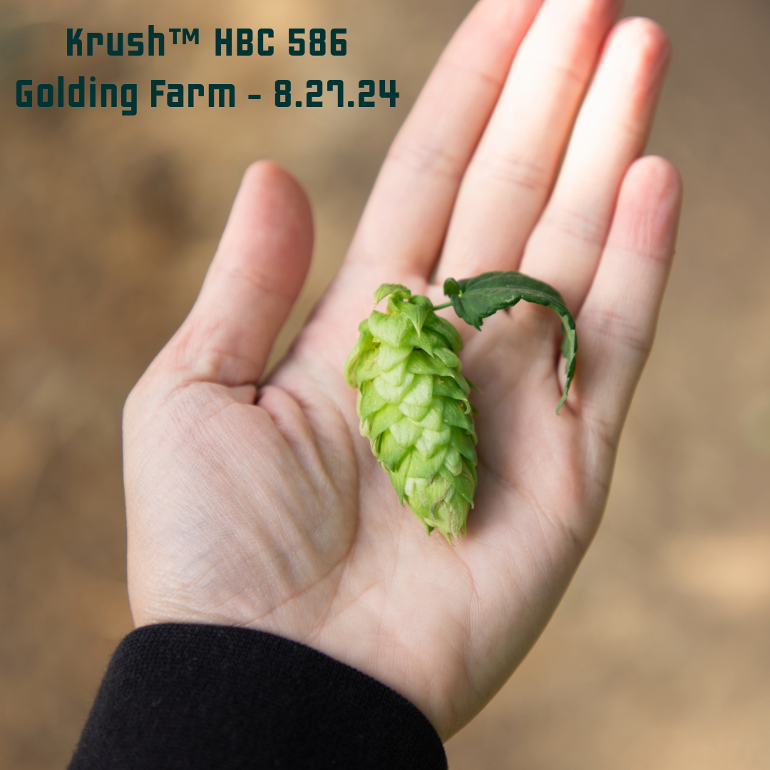 Krush HBC 586 Hops – Yakima Valley Hops