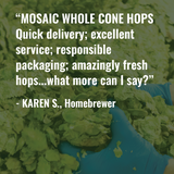 Review of whole cone hops