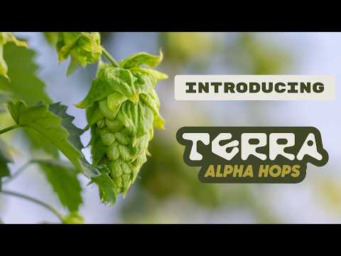 TerraFlux HBC 682 Hops