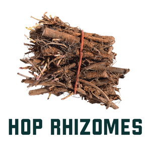 Buy Hop Rhizomes